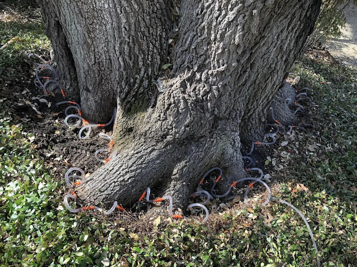 Detailed Tree Cabling and Bracing job site in Sextonville